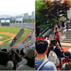 '야구' 두산·'축구' FC서울..종목으론 '배구' 프로 성과 '최고'