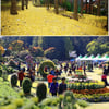 이 가을, '청남대 구상' 한번 해볼까...11월 11일까지 국화축제
