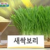 며칠째 핫한 새싹보리분말 찬 음료와 '찰떡 궁합'