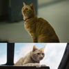 '캡틴 마블' 신스틸러 구스..실제 고양이 4마리+CG