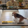 '그알' 국가 사역견으로 확약한 복제견 메이의 미스테리 죽음 