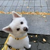 방탄소년단 RM, 반려견 랩몬과 산책 "모니야 인사해"