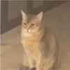 강다니엘, 반려묘 오리 구경하는 사모예드 "지켜 보고 있다"