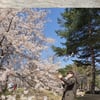 '화양연화' GOT7 진영, 벚꽃 아래 훈훈美 넘치는 일상