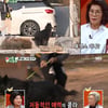 '미우새' 나온 김민교 대형견..벨지안쉽도그 사진 보니