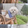김사랑, 반려견 캐리어 가방도 명품백.."외출해요"