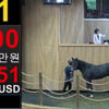 2세 경주마 경매 낙찰률 20.5%로 마무리