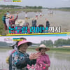 '뽕숭아학당' F4 이천 모내기 뽕사활동..인기 절정