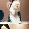 '김수미 며느리' 서효림 "유기견에 관심 부탁드려요" 선한 영향력