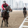 '언텍트 온라인 경마' 외면하는 농식품부