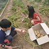 이영애, 쌍둥이 남매와 햇감자 수확..탑배우의 '소확행'