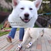 "뒷다리 파업'..'동물농장' 장애견→관종견 희화화 논란[스타이슈]