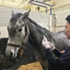  [말산업]서러브렛 번식마 11월까지 말전염성자궁염 검사