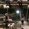 수지, 반려견들과 커플 플리스+밤산책..'귀요미 삼총사'[스타IN★]