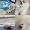 고소영, SNS에 강아지 사진 공개에..왜 논란? [스타IN★] 
