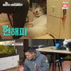'개훌륭' 강형욱, 총제적 문제犬에 "실외 배변·산책 전담자 필요"[★밤TView]