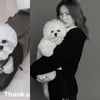 송혜교, 반려견에 고가 명품 선물..가격이 글쎄