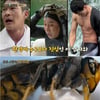 '공생의 법칙' 꿀벌 납치하는 등검은말벌 "중국서 들어 와"