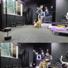 강형욱, 개물림 사고 후 근황…"훈련을 멈출 순 없지" [스타IN★]