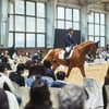 한화 로얄새들, 승용마 경매 개최
