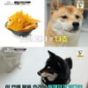 '개훌륭' 공격력 MAX 시바견.."응급실 비용만 300~400만원"