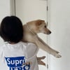 엄정화, 대형 반려견 안고 미소.. "안고 싶은데 super"[스타IN★]