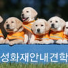 삼성화재 안내견학교, 안내견 8마리·은퇴견 6마리 '새로운 출발'..."함께 내일로 걷다" 진행