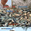 '공생의법칙2' 美 침입성 잉어떼 전기 충격에 '아비규환'..최고 5.6% [종합]