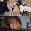 이효리X인숙, 개농장 구조견 '빼꼼이' 미소에 '눈물'[캐나다 체크인]