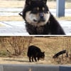 '선풍기 犬' 깜순이, 참혹하게 얼굴 부푼 이유는?[동물농장]