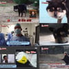 6cm 목줄에 갇힌 깜순이..극적으로 구조 '응원 물결' [동물농장]