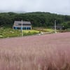 고창 청농원, 가을 맞아 핑크뮬리로 핑크빛 파도 출렁