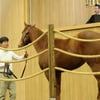 제주 2세 경주마 경매, 최고가 9400만원 기록