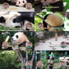 푸바오, 오늘(3일) 상자 타고 중국行..강철원 사육사 '눈물'[스타이슈]