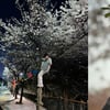 최성준, 벚나무 올랐다 무개념 비난→"나무야 미안해"..게시물 삭제 [스타이슈]