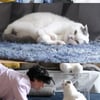 안재현, 뚱냥이 '한달 다이어트' 집사 변신 "웃음이 없어졌다"[나혼산]