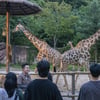 에버랜드, 여름방학 맞아 동물 탐험 프로그램 선봬