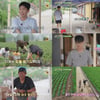 "상당히 삐뚤어?" 임영웅, 서툴지만 열정 가득 '허당 막내' [삼시세끼 Light]