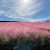 고창 청농원, 가을 핑크뮬리의 분홍빛 물결 출렁 출렁