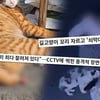 길고양이 꼬리 절단→쇠막대기로 학대..유명 셰프, 충격적 두 얼굴 [궁금한 이야기 Y]