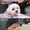 '동물은 훌륭하다' 진성, 15년 반려견 '보리'에 설날 음식 4종 '지극정성'