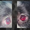 '실화탐사대', 개 죽인 해병대 범인 '거제 반려견 비비탄 난사 사건' 다룬다