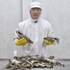 쿠팡 로켓프레시, '가을 꽃게' 기획전.."산지 확대·물량 2배로 늘렸다"
