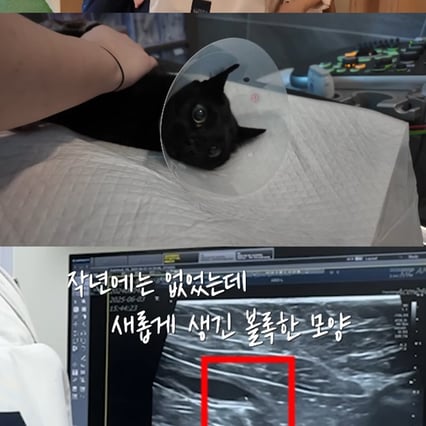 박수홍, 8개월 딸과 동물병원 방문..겁먹은 다홍이 걱정 "종괴일 가능성"