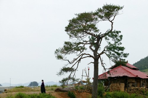 사진