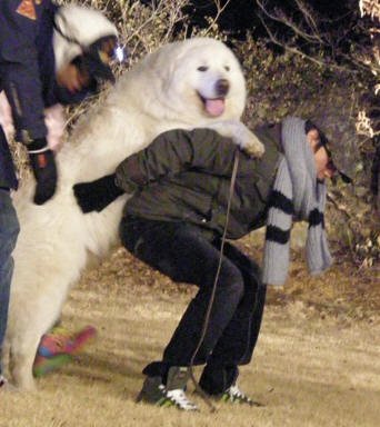 사진