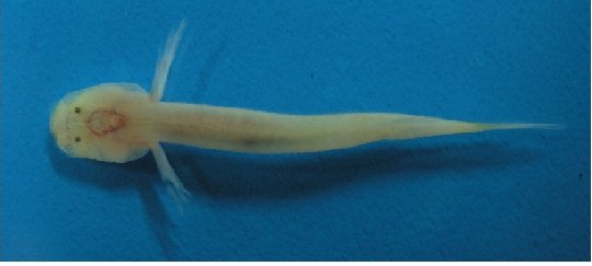 미끈망둑속(Luciogobius)에 속하는 동굴어류의 외부형태
/사진=문화재청