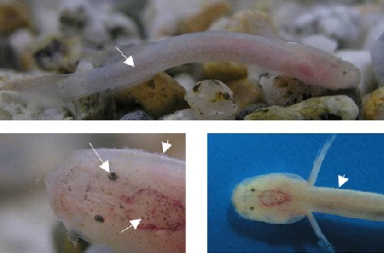 (맨위)고정하기 전 동굴어류 체측의 멜라닌 색소포; (아래 왼쪽)두부의 멜라닌 색소포, 눈, 그리고 두부 감각기관; (아래 오른쪽)체측 옆줄 위의 감각기관(cupulae)의 발달/사진=문화재청