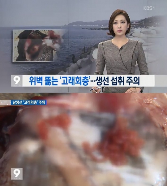 고래회충이 급증하고 있어 각별한 주의가 요구된다. /사진=KBS 캡처