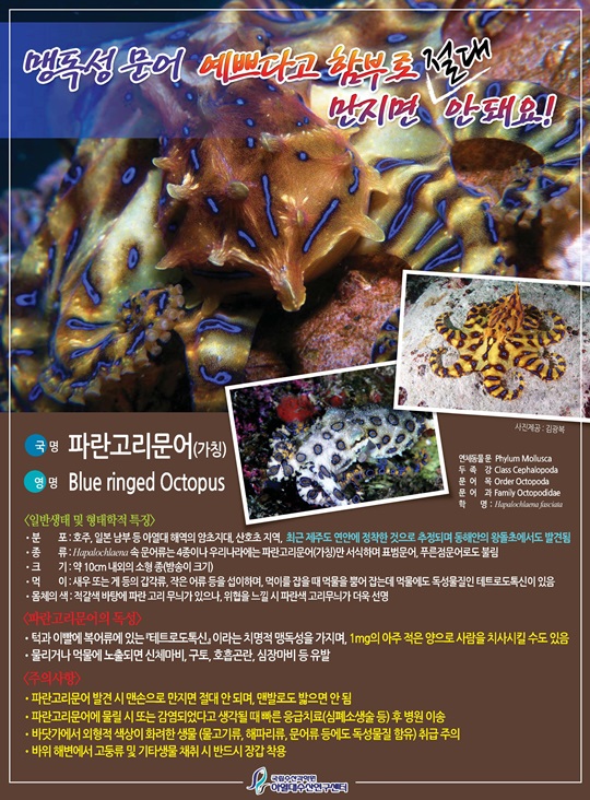 맹독성 문어 주의 포스터. /사진=국립수산과학원 제공